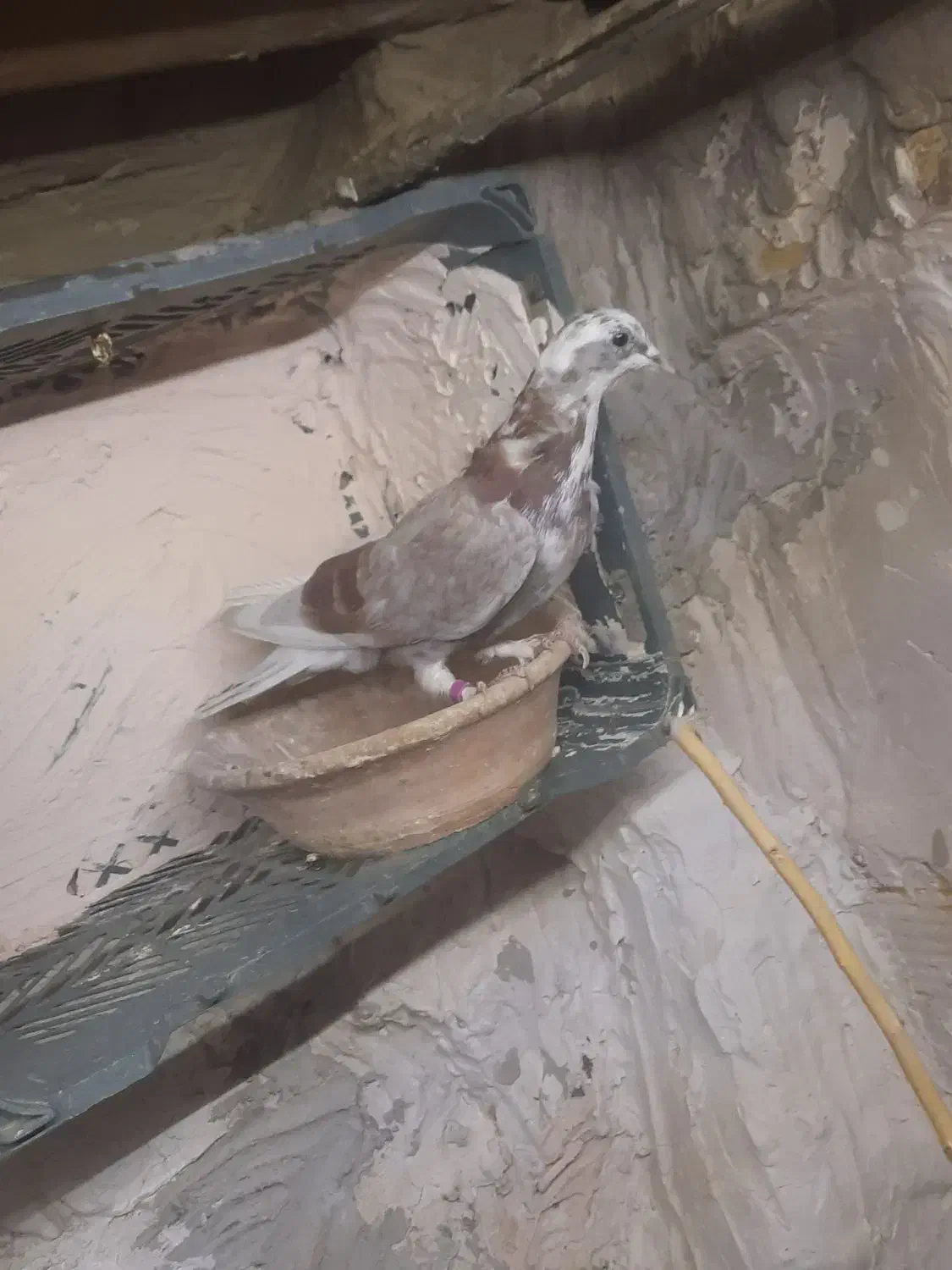 کبوتر پرشی|پرنده|قم, دروازه ری|دیوار