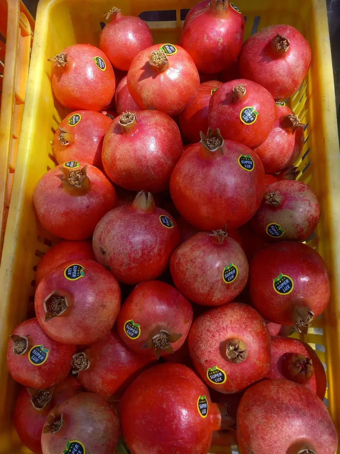 فروش محصول باغ انار|خوردنی و آشامیدنی|رحمتآباد, |دیوار