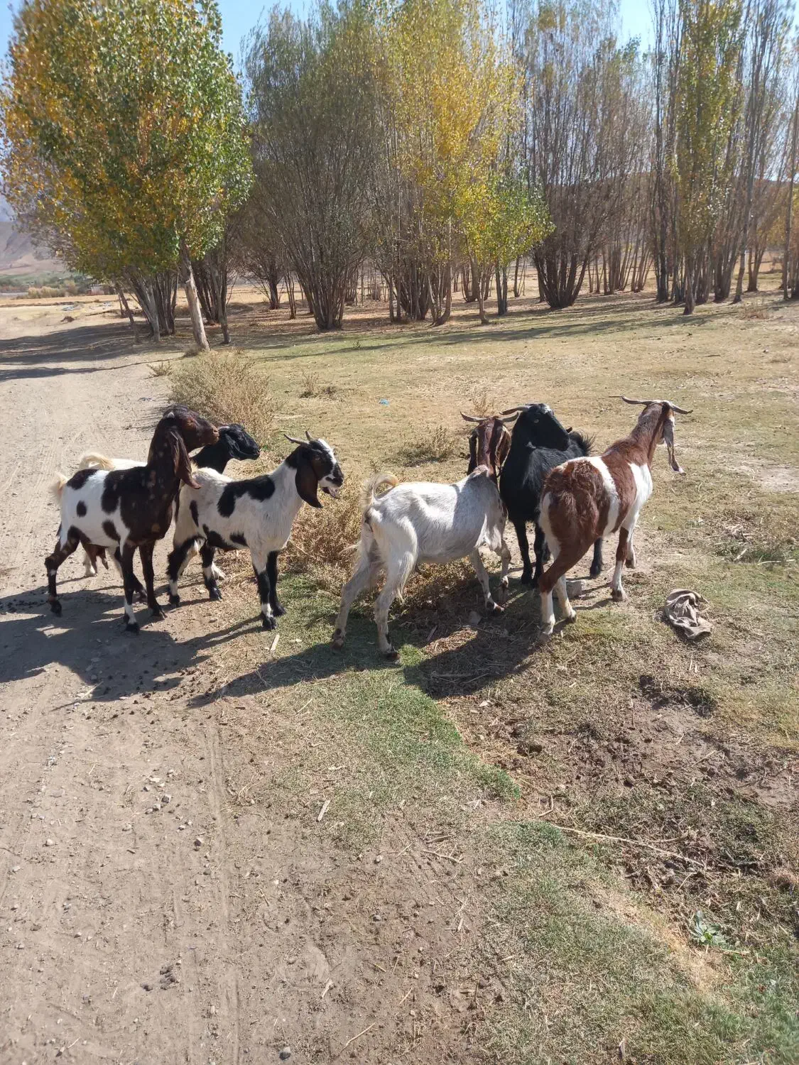 بز نژدی|حیوانات مزرعه|بیرانوند, |دیوار