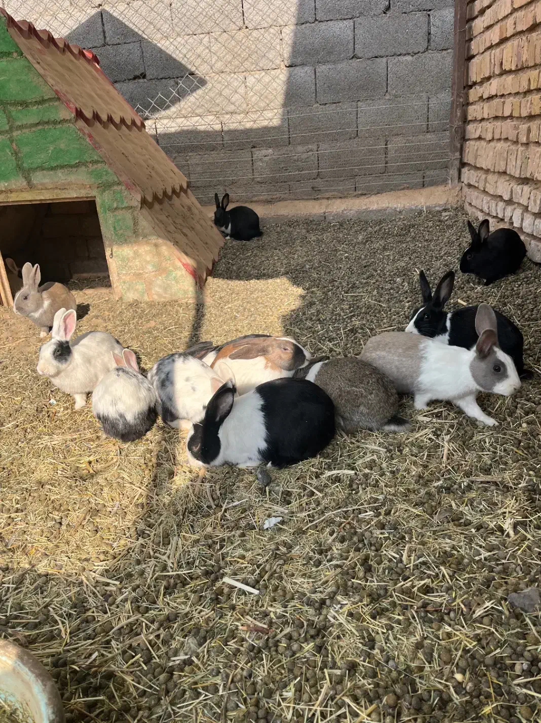 خرگوش فروشی ۸۰ هزار تومان|موش و خرگوش|ساوه, |دیوار