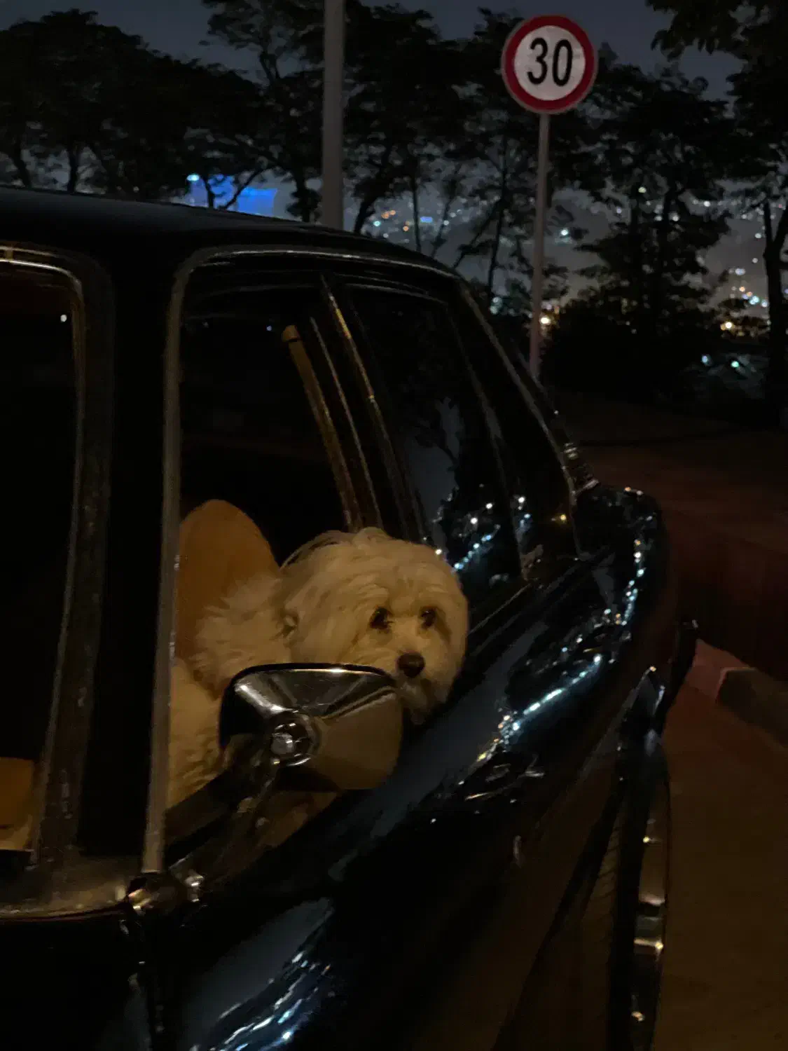 شیتزو تربیت شده|سگ|مشهد, شهید فرامرز عباسی|دیوار