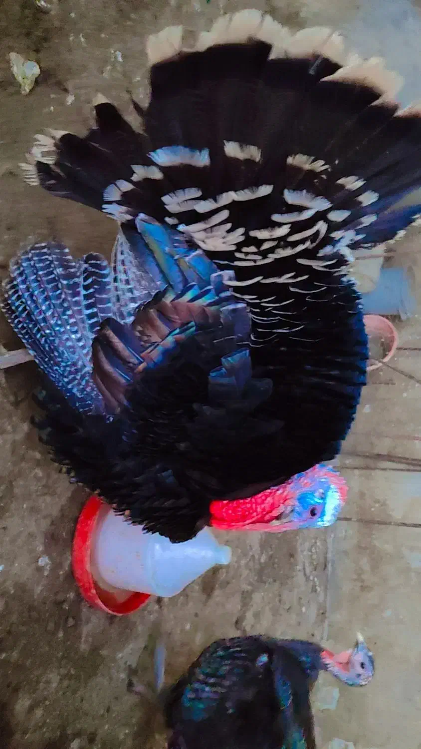 بوقلمون نر و سه عدد ماده|حیوانات مزرعه|مزرعه کتول, |دیوار