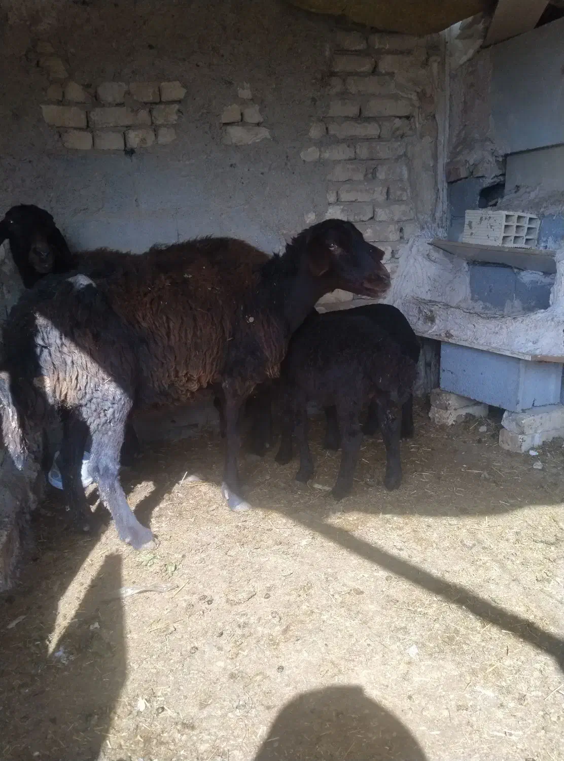 مشوبره|حیوانات مزرعه|اصفهان, ارداجی|دیوار