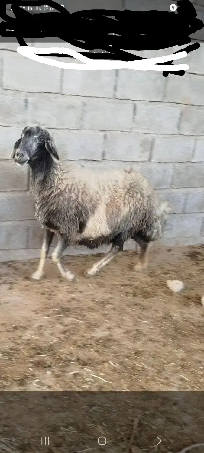 گوسفند|حیوانات مزرعه|سیروان, |دیوار