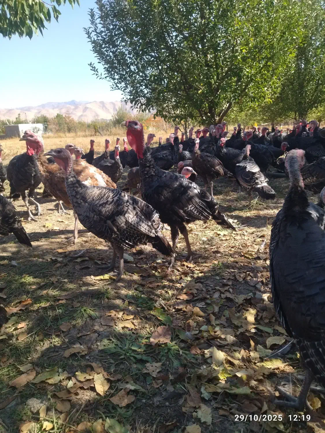 قلو قاضی خومالی|حیوانات مزرعه|پیرانشهر, |دیوار