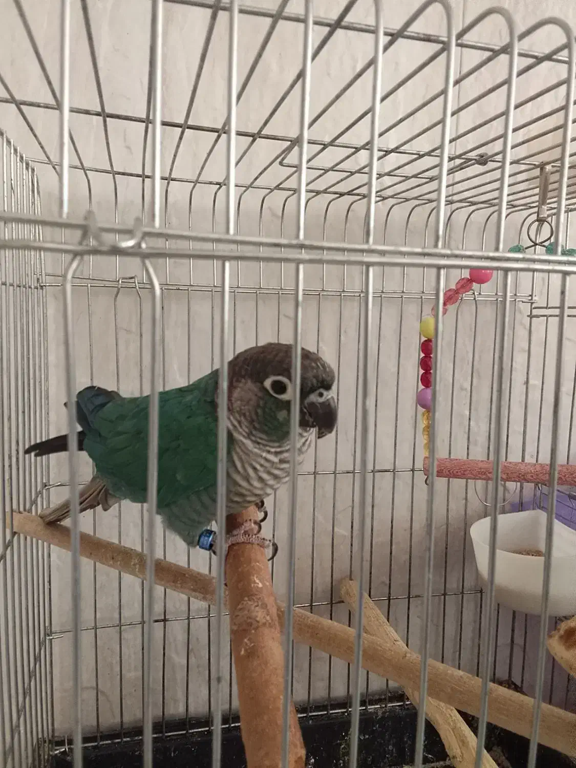 گرینچیک ،عروس،راهب،|پرنده|همدان, |دیوار