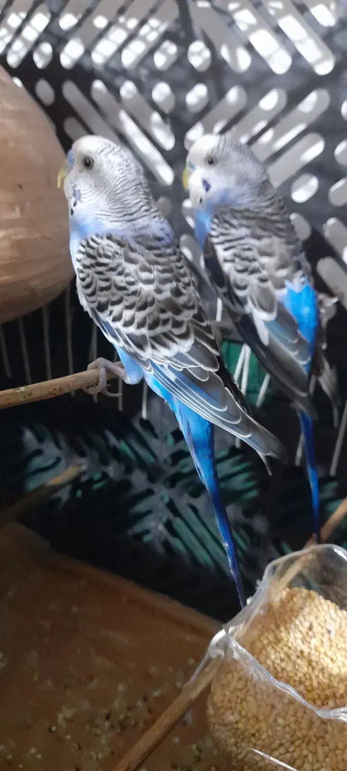 ۵ عدد مرغ عشق نر|پرنده|کنارک, |دیوار