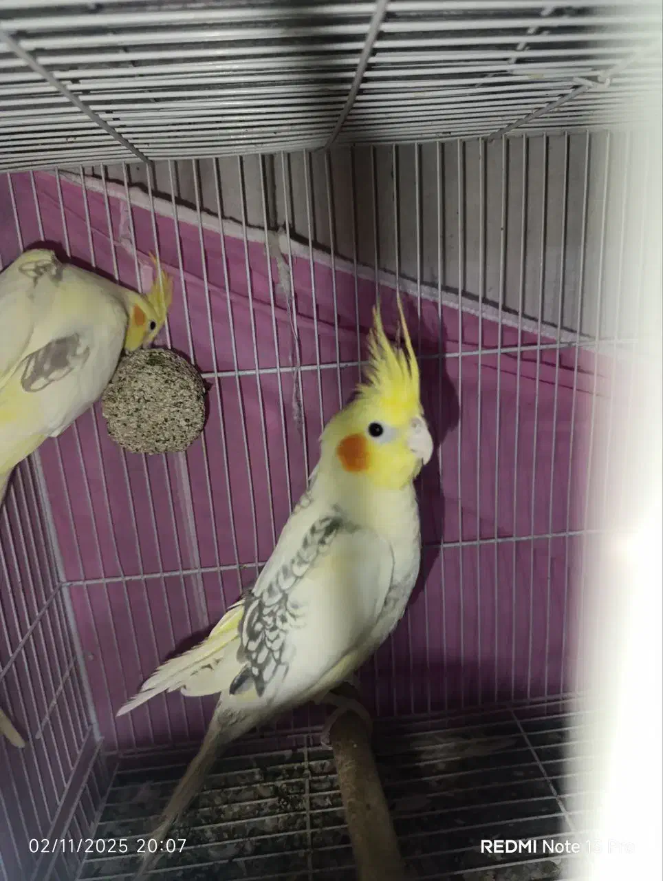 جفت عروس هلندی دوکت رام دستی|پرنده|گنبد کاووس, |دیوار