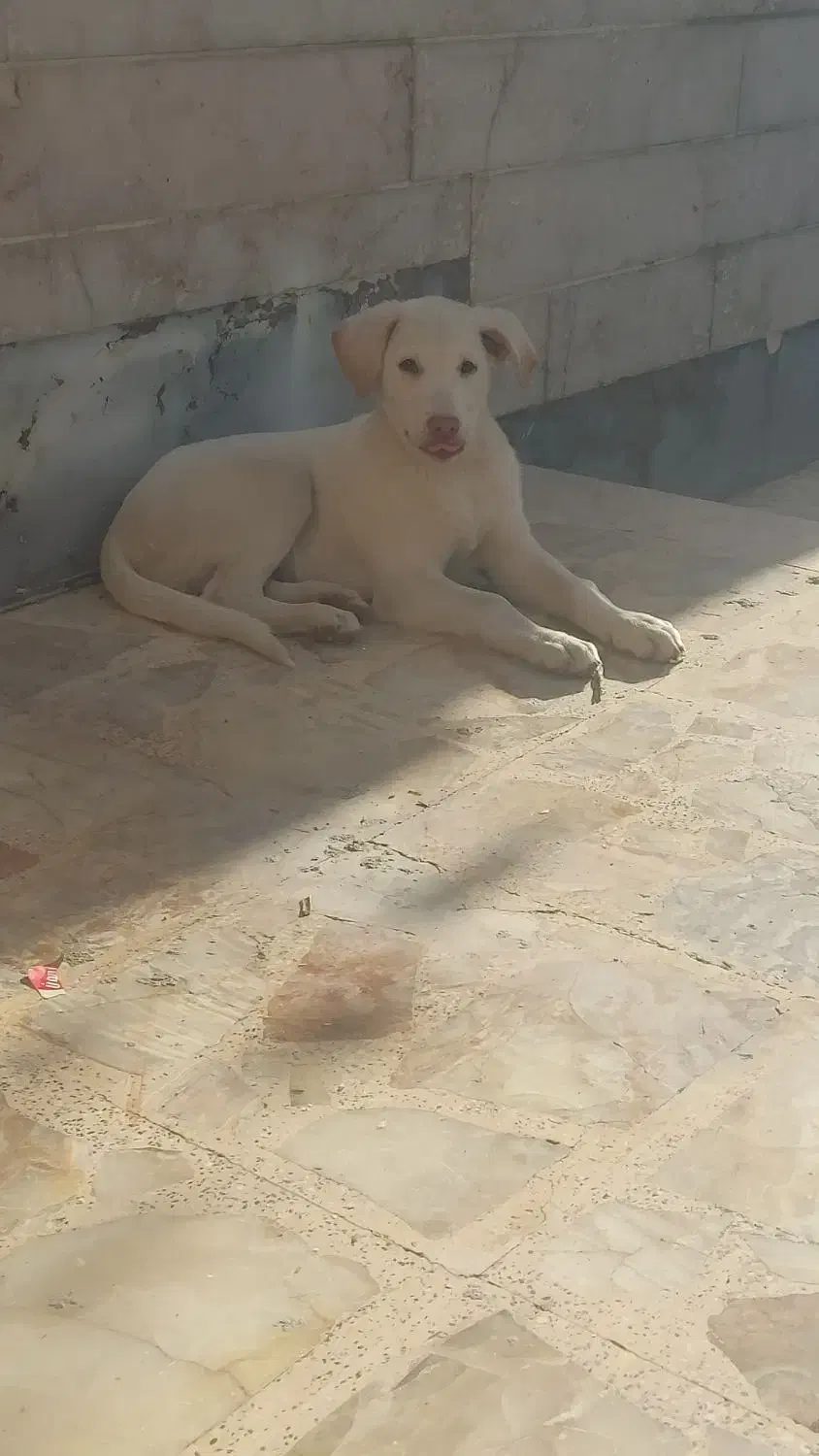 واگذاری حیوانات نژاد لابرادور|سگ|شیراز, درکی|دیوار