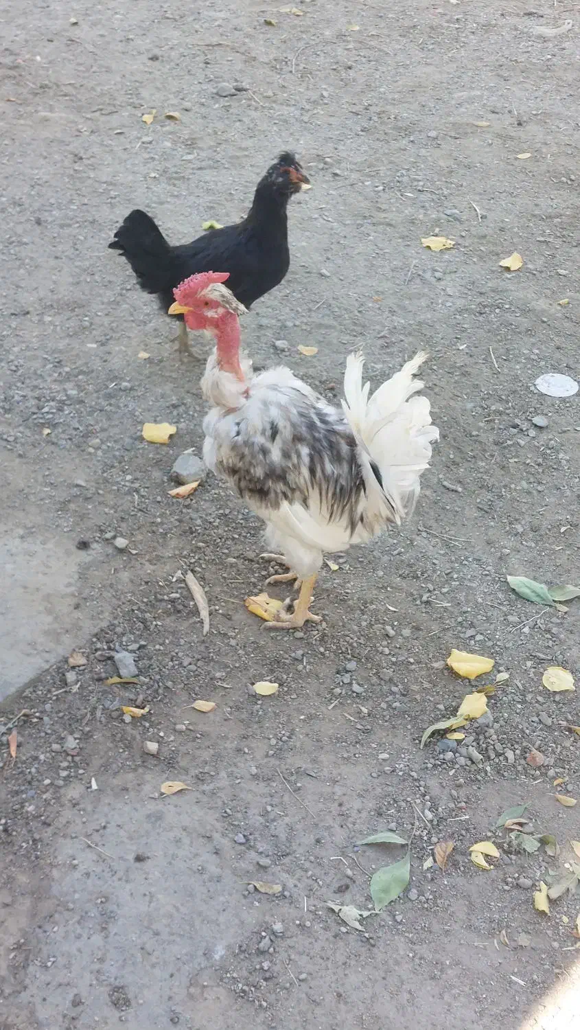 خروس|حیوانات مزرعه|بهار, |دیوار