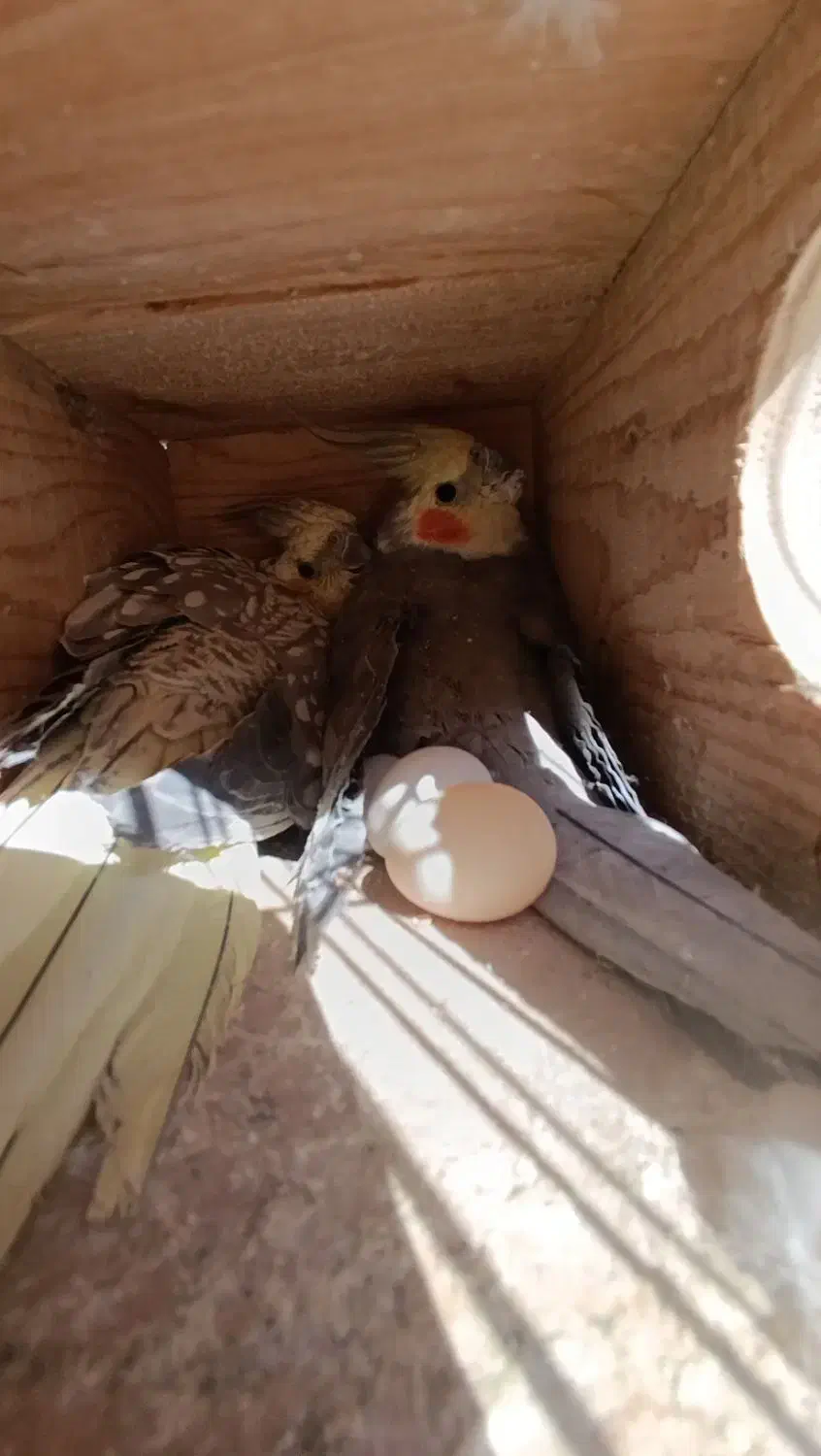 عروس هلندی جفت|پرنده|شیراز, لب آب|دیوار