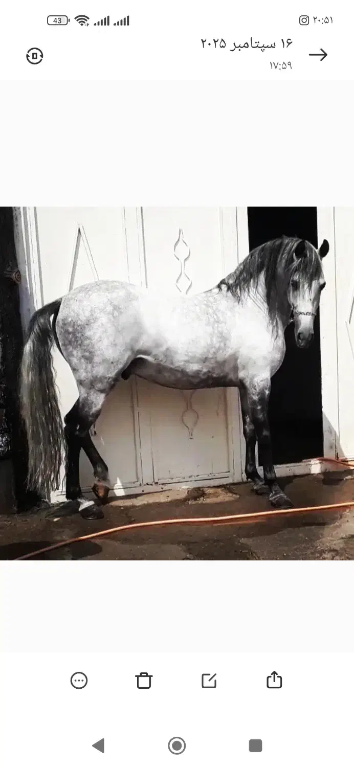 فروش اسبهای کرد|اسب و تجهیزات اسبسواری|تیران, |دیوار