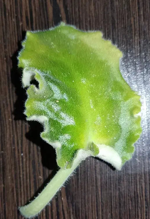 فروش قلمه گل کم نظیر و زیبا بنفشه آفریقایی(برگ گل)|گل و گیاه طبیعی|بجنورد, |دیوار