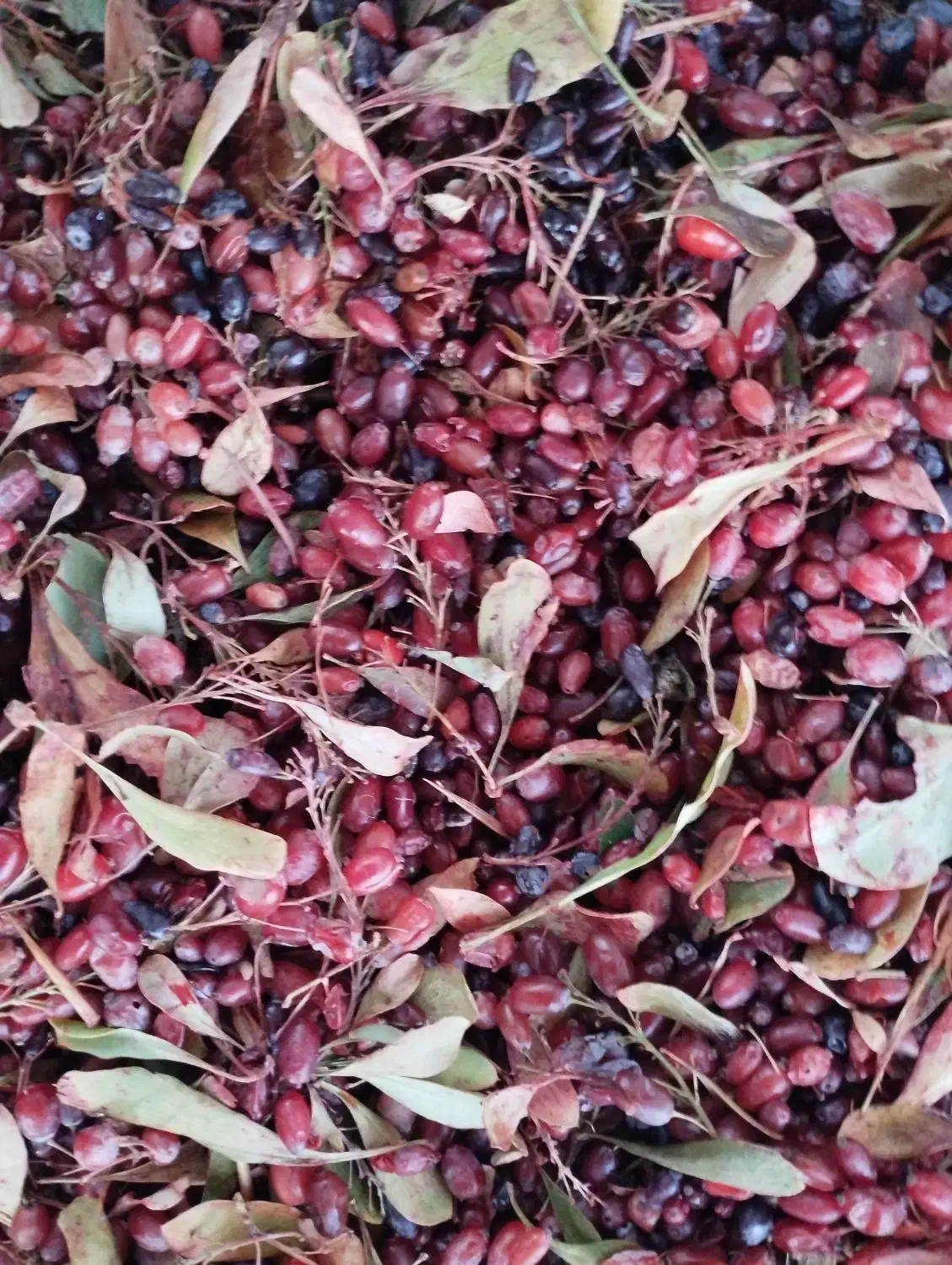 زرشک کوهی|خوردنی و آشامیدنی|قم, کلهری|دیوار