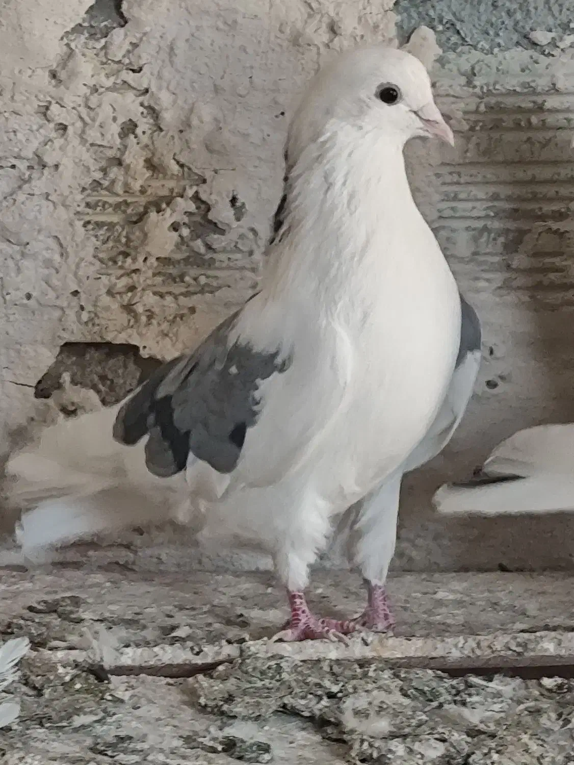 کبوتر|پرنده|صوفیان, |دیوار