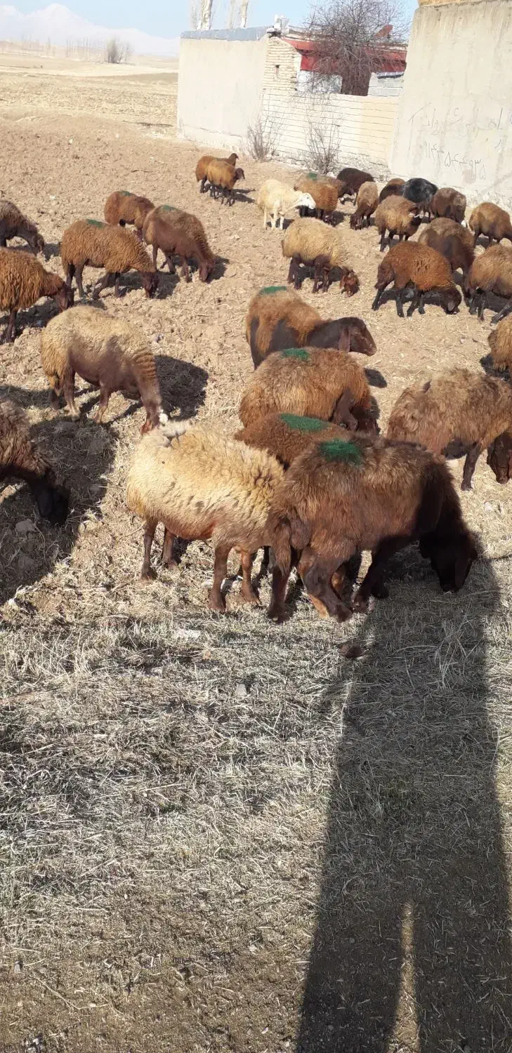 گوسفندجوان شیشک|حیوانات مزرعه|کوراییم, |دیوار