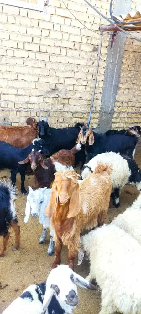 کهره چاق|حیوانات مزرعه|سیدان, |دیوار