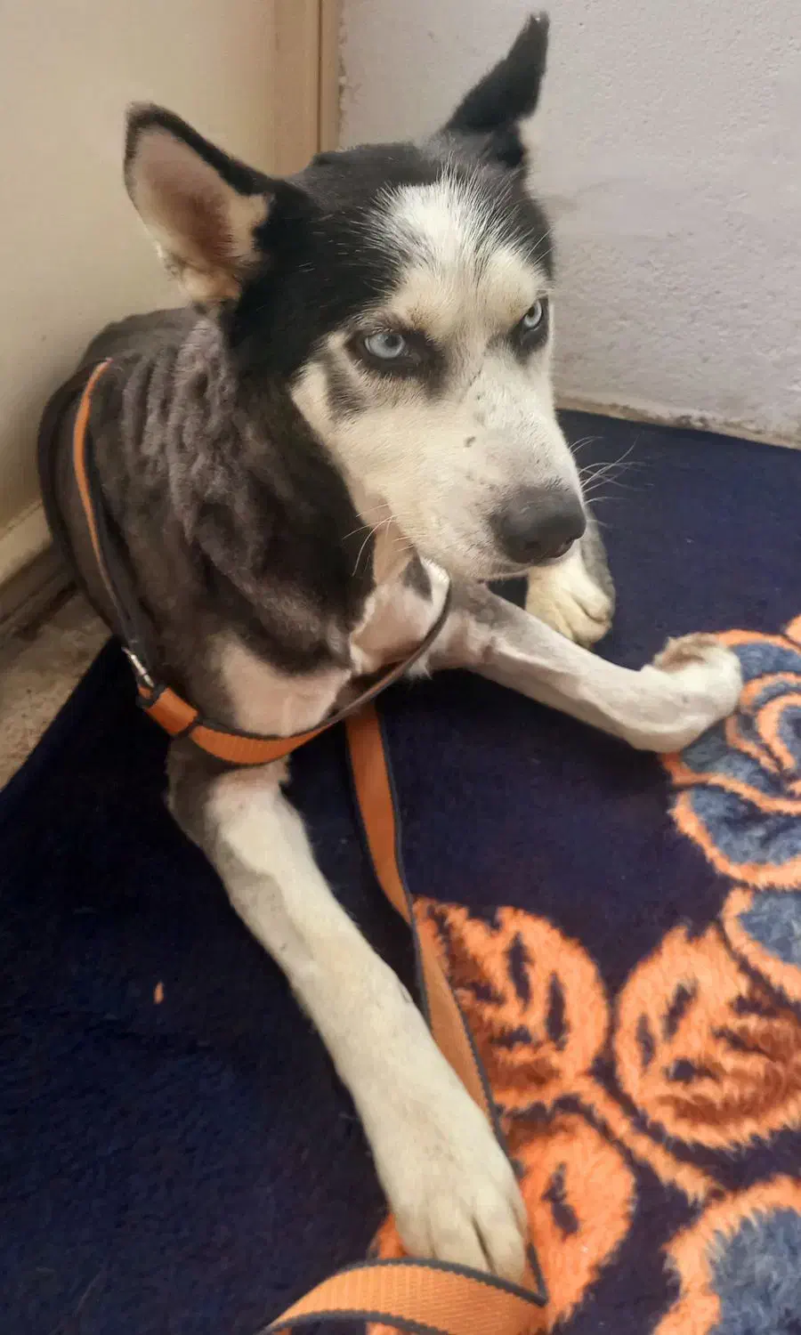 سک نر نژاد هاسکی|سگ|بابل, |دیوار