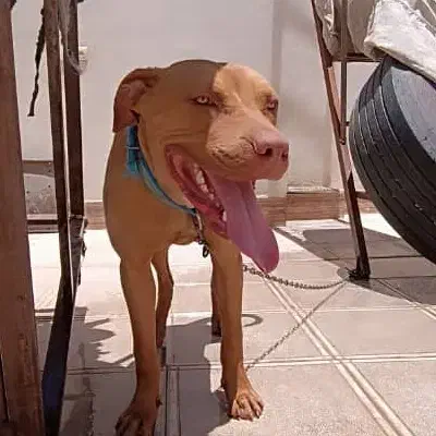 .. پیتبول ماده..|سگ|سیرجان, |دیوار