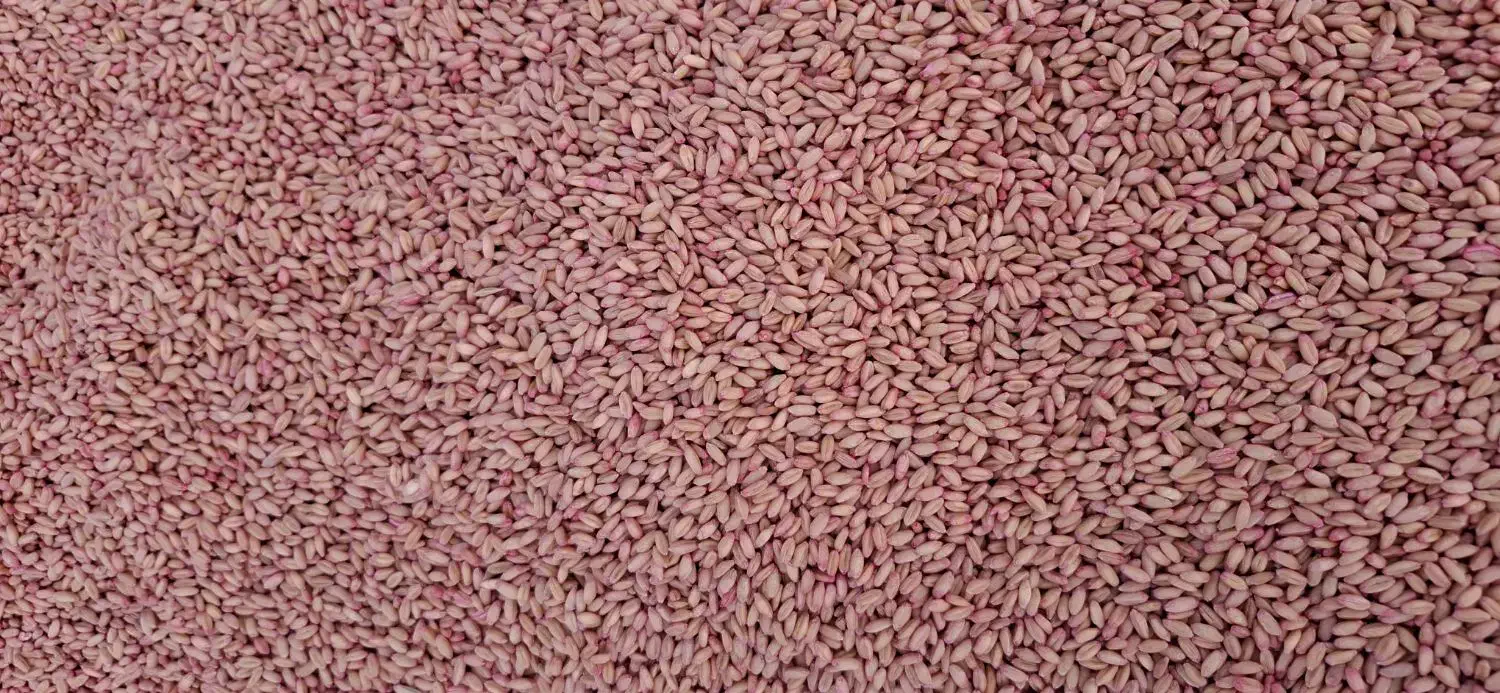 گندم بذر آذر ۲|گل و گیاه طبیعی|کوزران, |دیوار