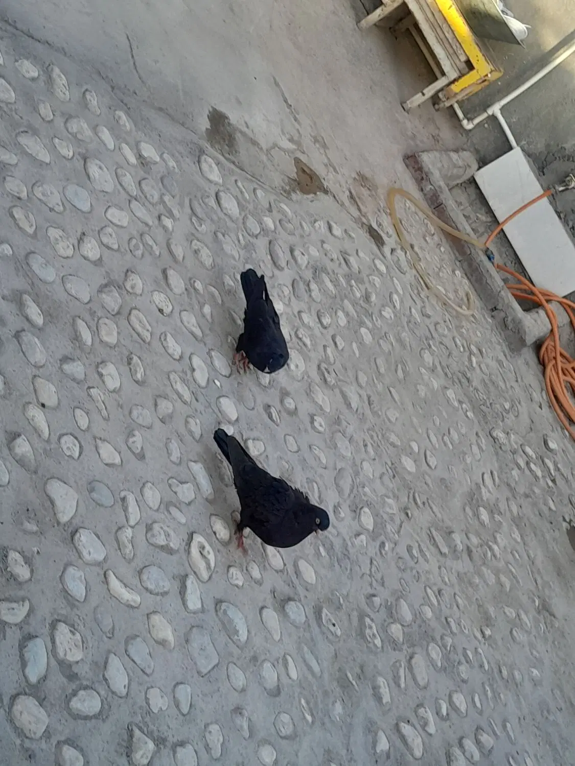 کفتر|پرنده|شیراز, فرگاز|دیوار