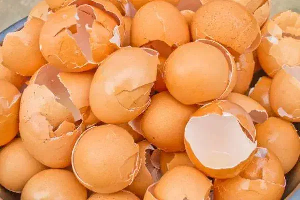 پوست تخم مرغ|عمدهفروشی|کرمان, |دیوار