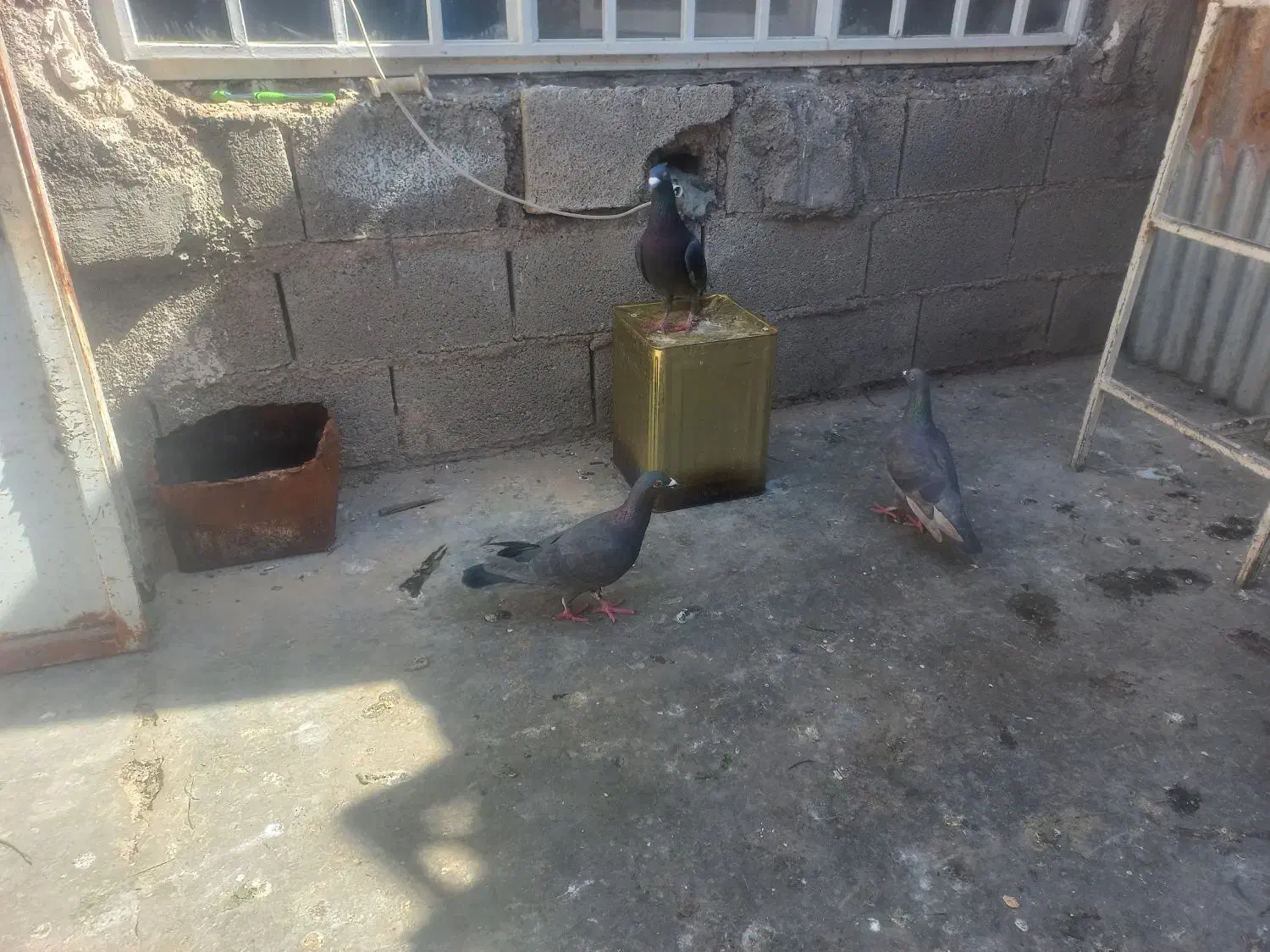 کبوتر|پرنده|مسجد سلیمان, |دیوار