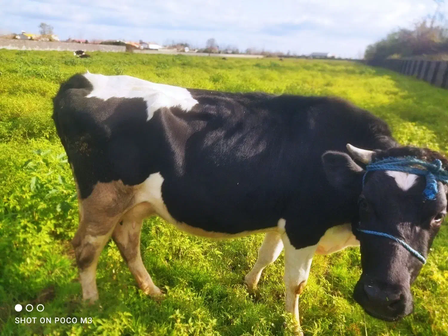 فروش گاو گوساله|حیوانات مزرعه|چاف و چمخاله, |دیوار