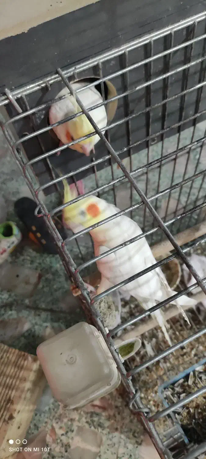 یه جفت طوطی با سه تا تخم|پرنده|بهبهان, |دیوار