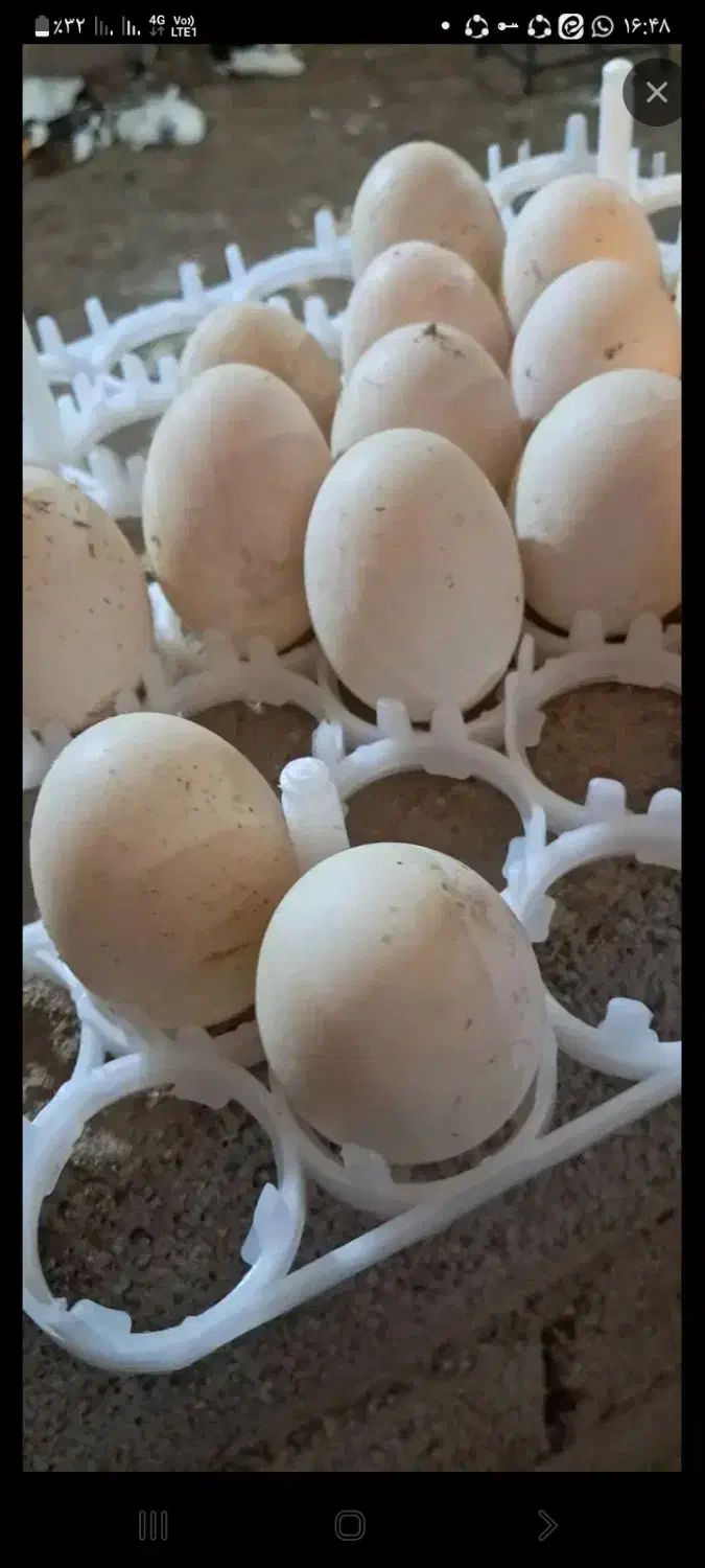 تخم  اردک موجود است|خوردنی و آشامیدنی|دزفول, |دیوار