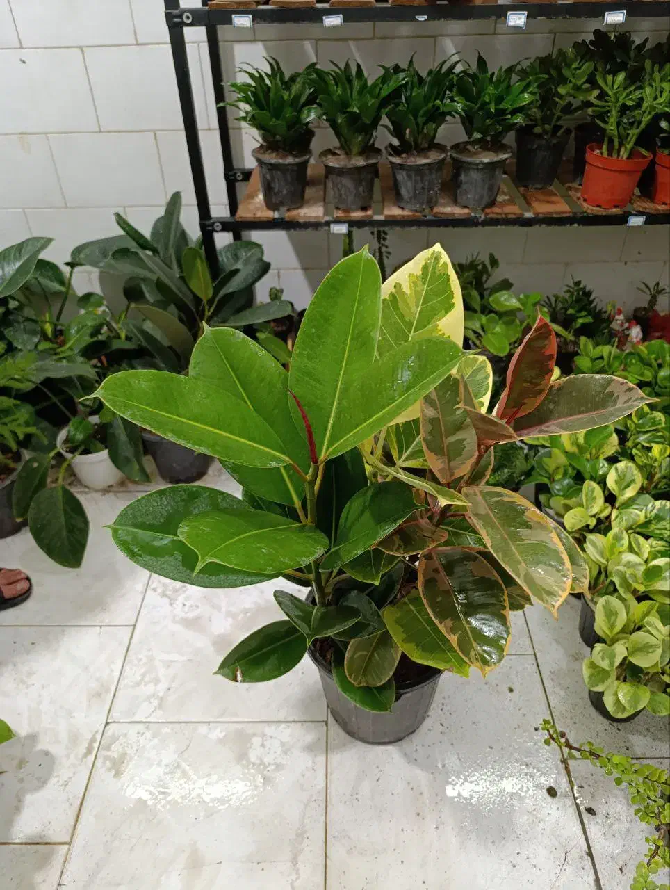 فیکوس افوربیا قاشقی off|گل و گیاه طبیعی|یزد, |دیوار