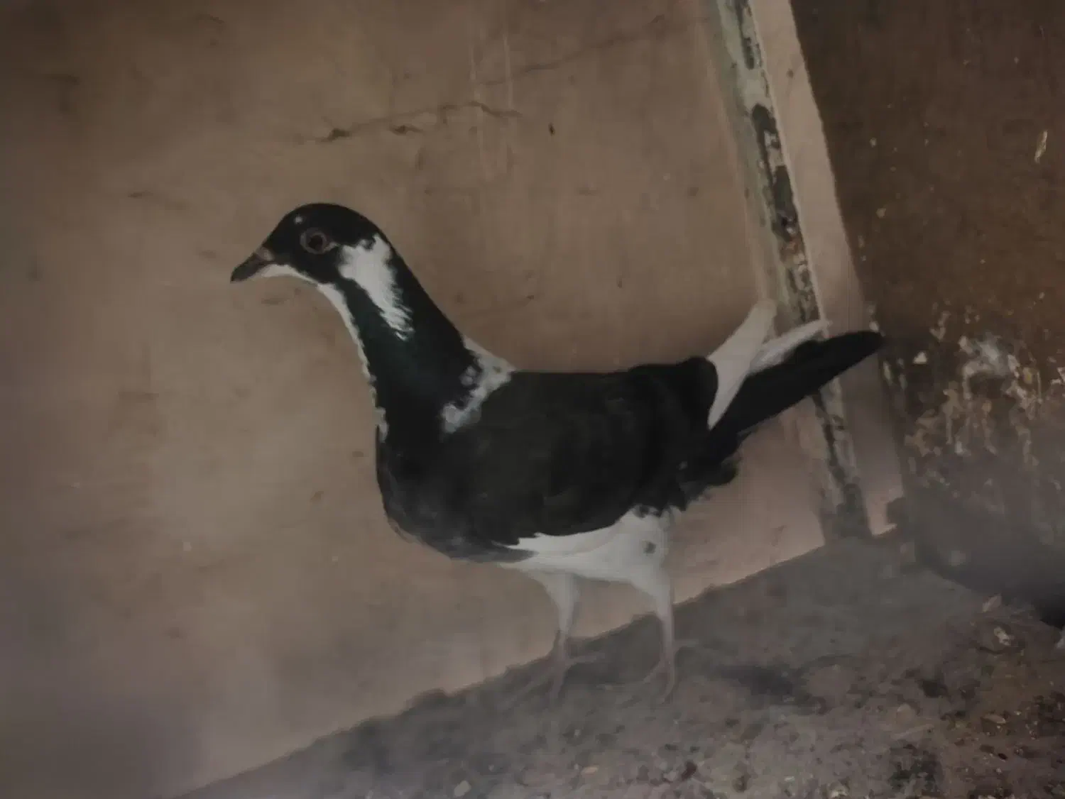 پلاس یکتی|پرنده|قم, شهرک توانیر|دیوار