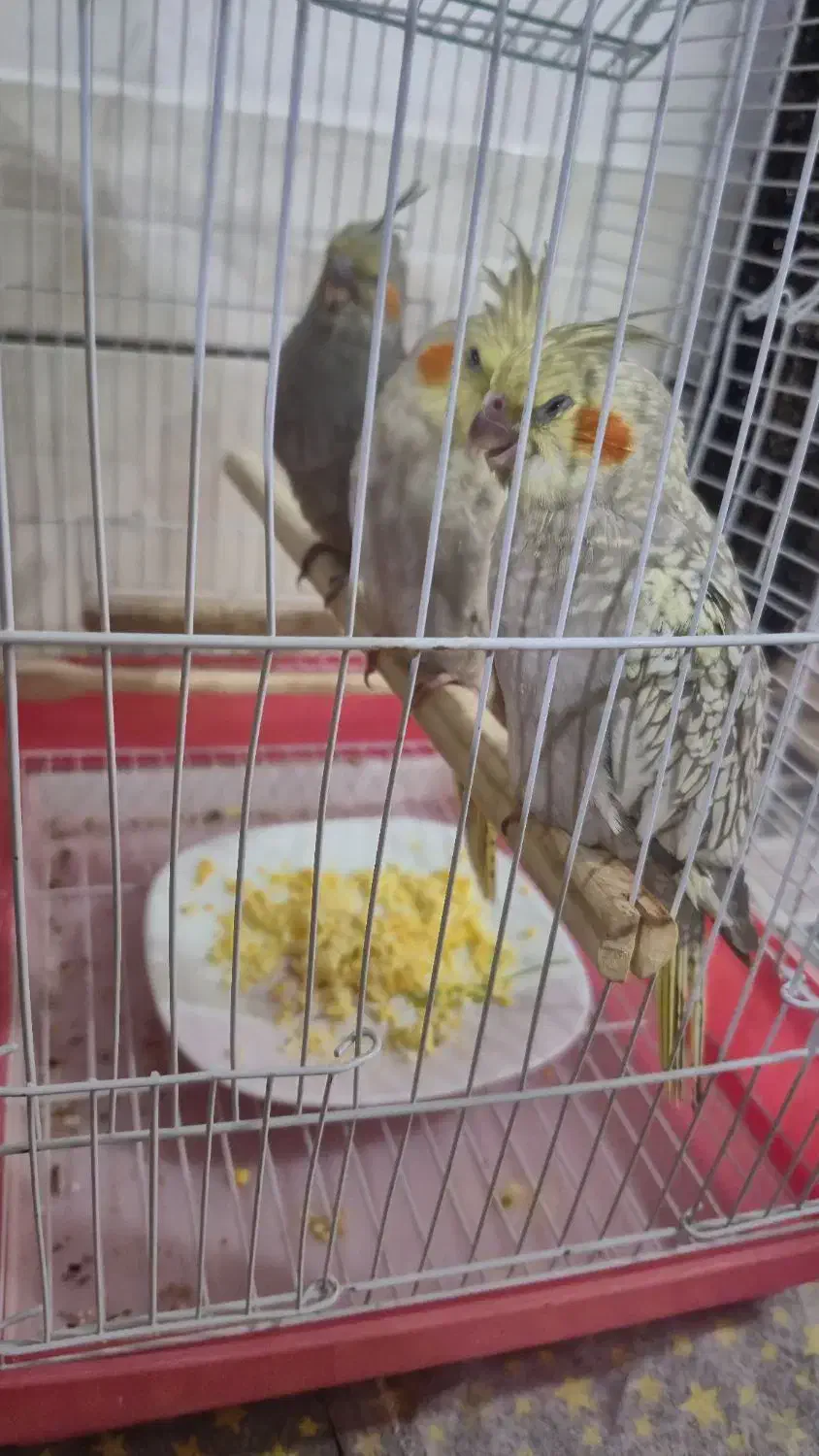 جوجه عروس هلندی نرمی خور|پرنده|مبارکه, |دیوار