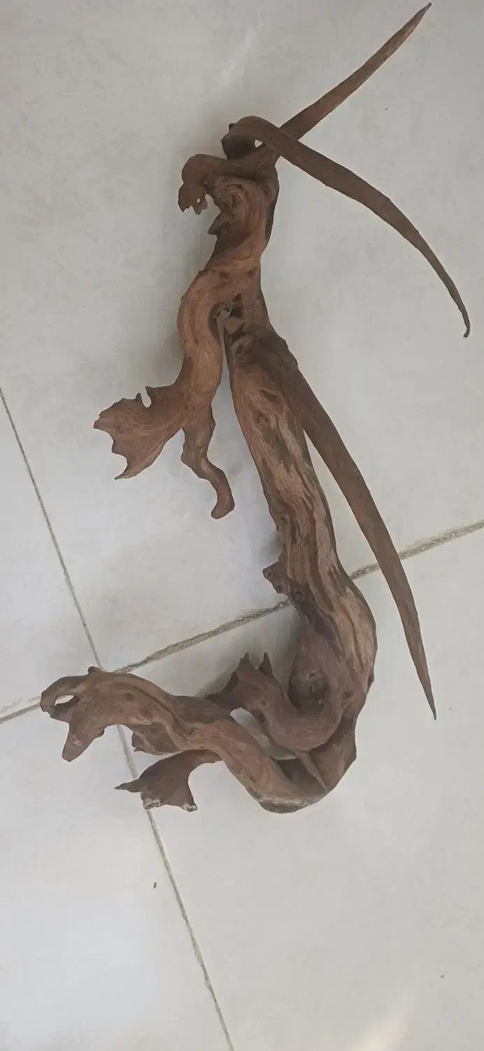 فروش چوب آبنوس برای آکواریوم|ماهی|بروجرد, |دیوار