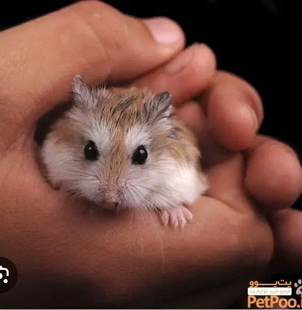 سه عدد همستر واگذار میشود بدون قفس|موش و خرگوش|تهران, هروی|دیوار