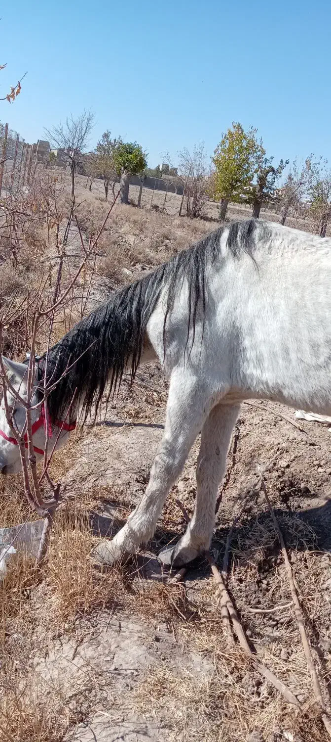 اسب|حیوانات مزرعه|تربت‌حیدریه, بالا ولایت|دیوار
