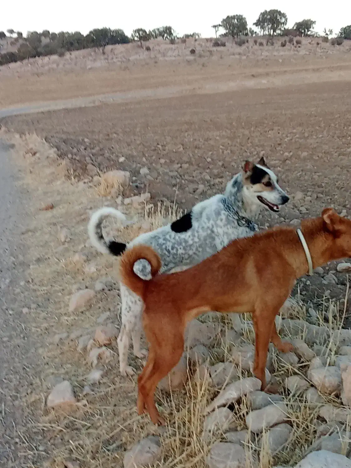 سگ گله ای|سگ|زرنه, |دیوار