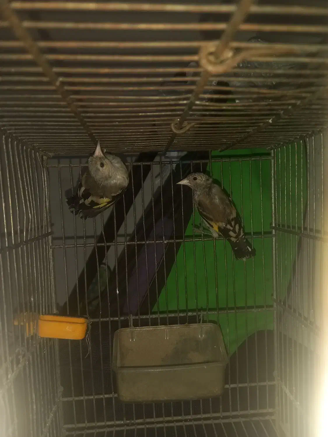 دوتا جوجه سهر نر|پرنده|قم, ولیعصر|دیوار