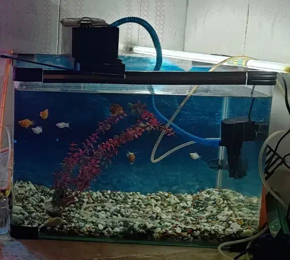 آکواریوم 55 در 40|ماهی|فسا, |دیوار