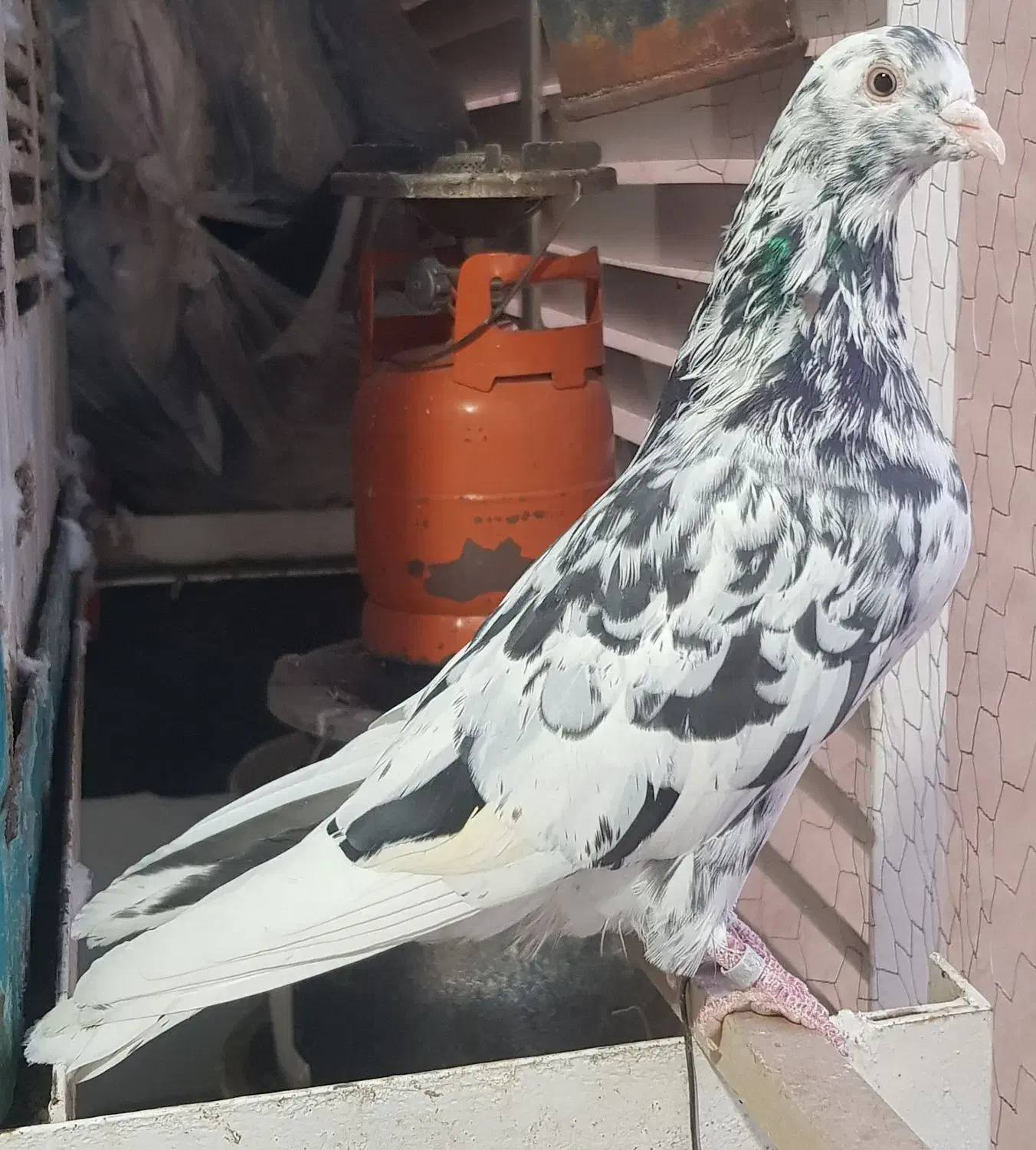 کفتر سرور پرشی|پرنده|آفتاب, |دیوار