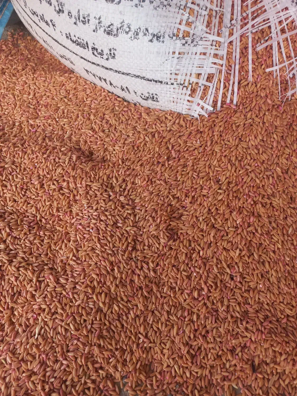 بذرگندم بوجاری شد|عمده‌فروشی|چاراویماق, |دیوار