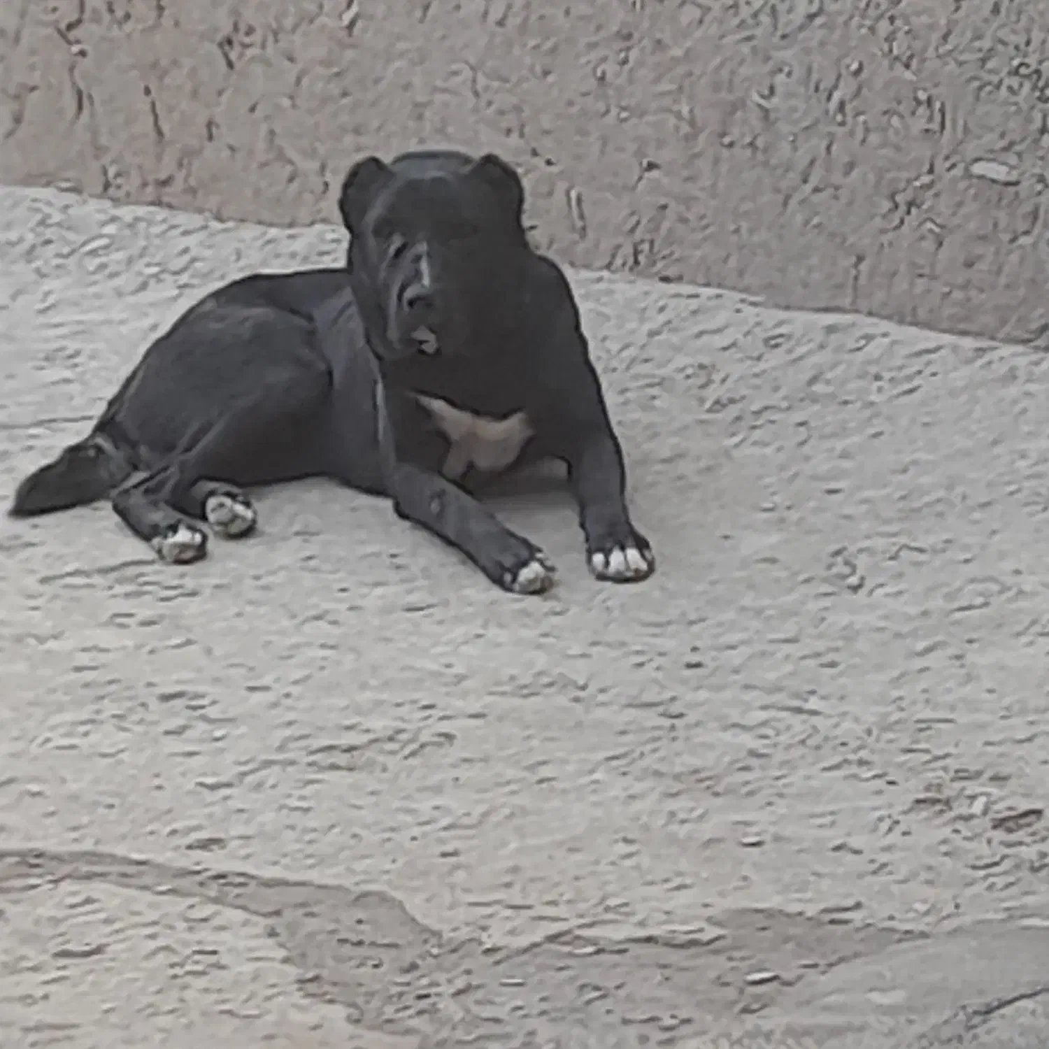 سگ  گوسفند ی یک  ساله|سگ|شیروان (خراسان), |دیوار