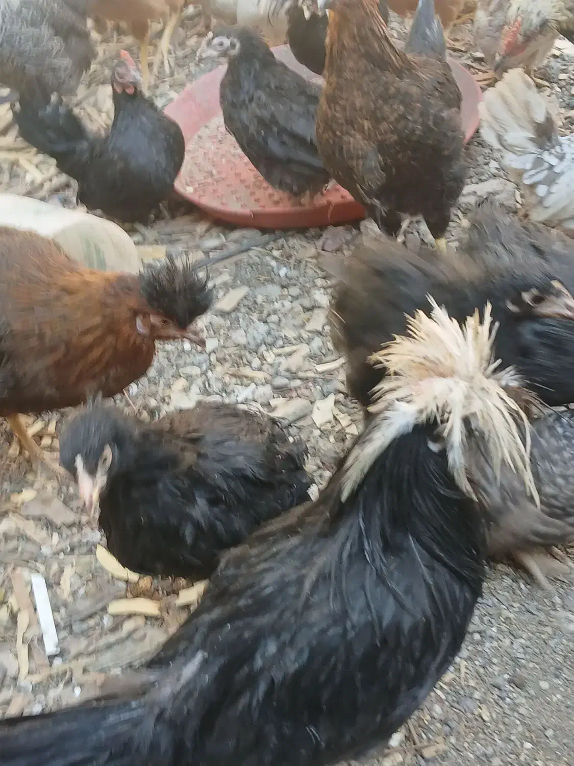 نوچه مرغوخروس|حیوانات مزرعه|قم, بلوار امین و ساحلی|دیوار