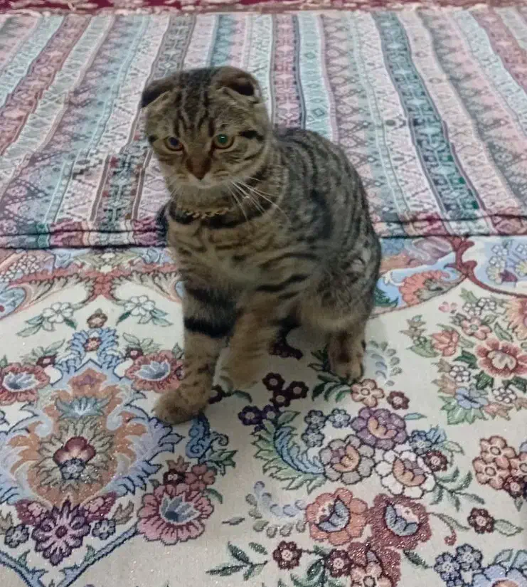 گربه میکس اسکاتیش و بریتیش|گربه|اسلامشهر, مطهری|دیوار