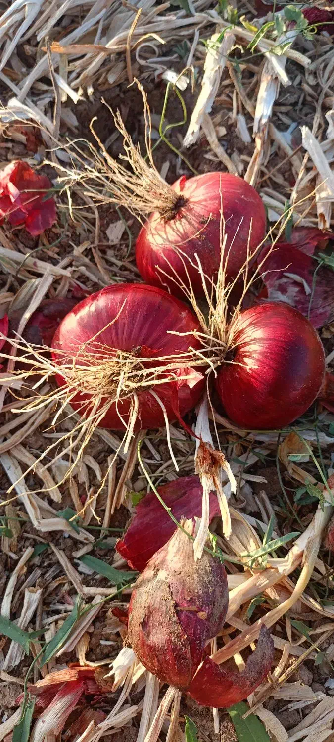 پیاز قرمز بنابی|خوردنی و آشامیدنی|کرمانشاه, |دیوار