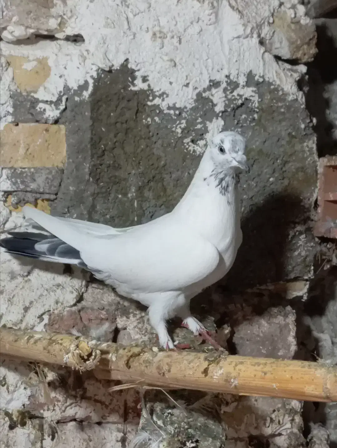 غریب گیری|پرنده|قائمشهر, |دیوار