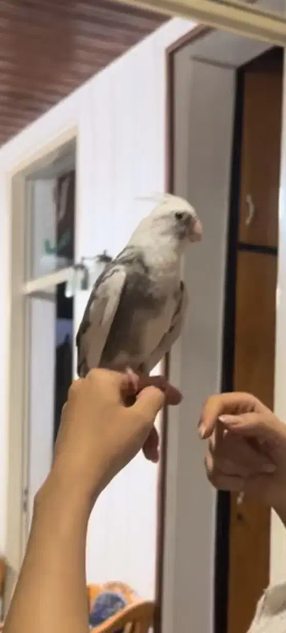 عروس هلندی نر گم شده شیرینی برای یابنده|حیوانات|قائمشهر, |دیوار