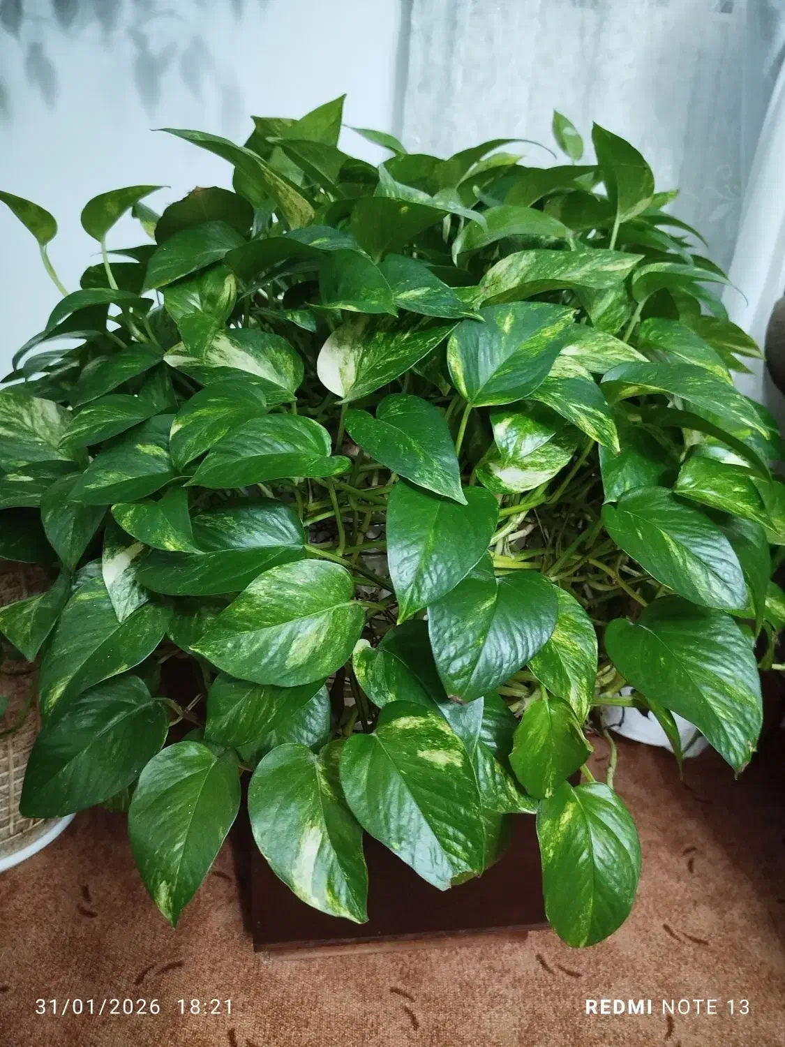 گل پتوس|گل و گیاه طبیعی|فولادشهر, مسکن مهر فولادشهر|دیوار