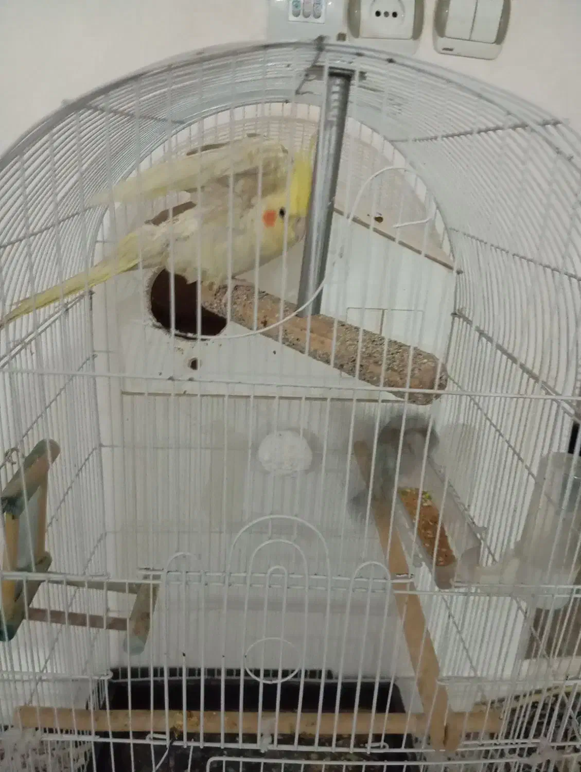 عروس هلندی و فنچ|پرنده|ایوان, |دیوار