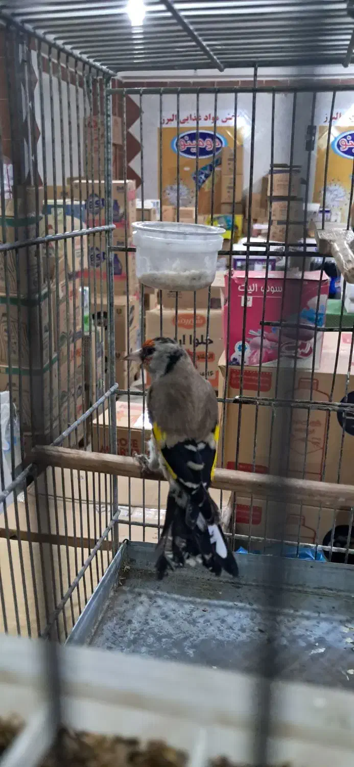 سهره دو هفته قفس داغسر|پرنده|تهران, مشیریه|دیوار